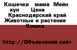 Кошечки.  мама  Мейн. кун.   › Цена ­ 1 500 - Краснодарский край Животные и растения » Кошки   